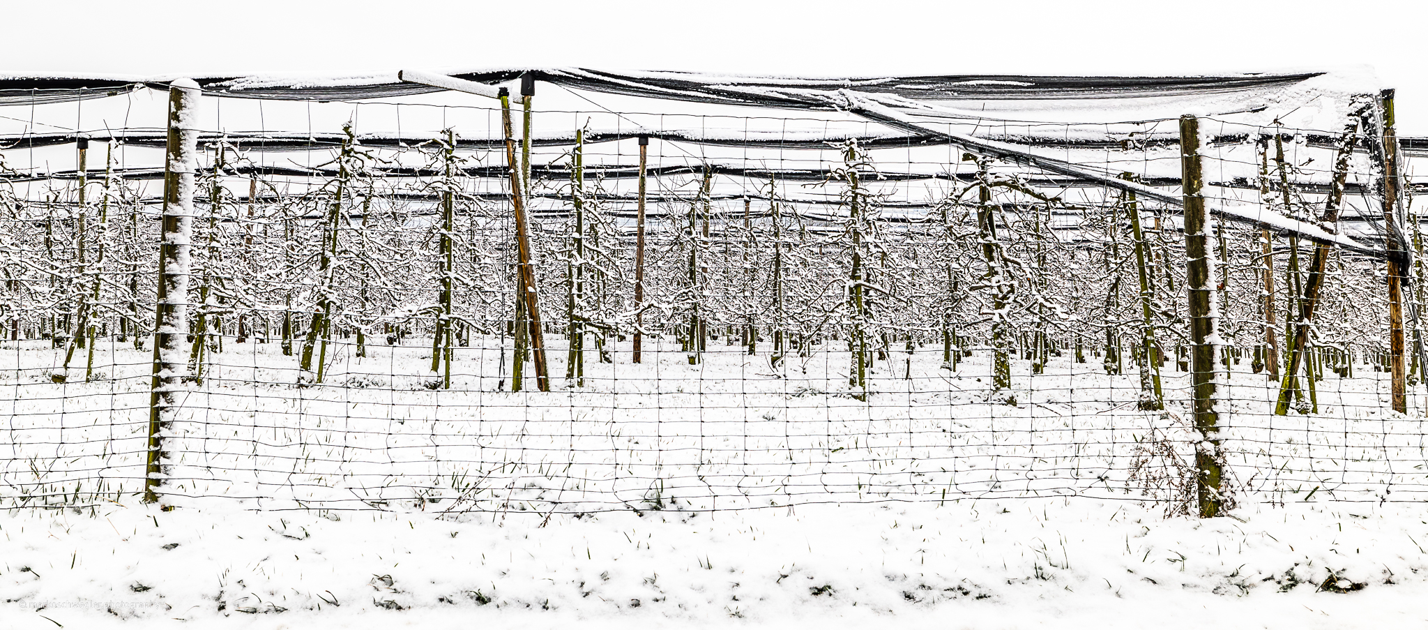 Weinberg im Winter